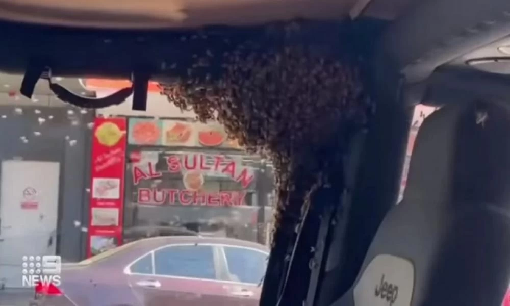 Αυστραλία: Γύρισε από τα ψώνια και βρήκε ένα ζωντανό εφιάλτη - Σμήνος από μέλισσες στο αυτοκίνητό του